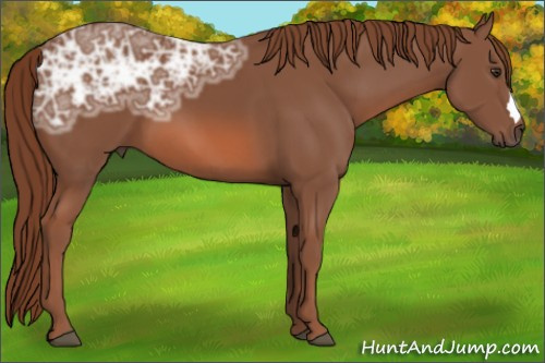 Horse Color: Liver Chestnut Ice 