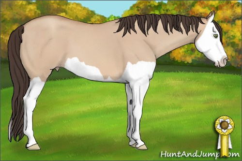 Horse Color: Amber Champagne Dun Splash 