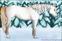 Horse Color:Gray Chestnut 