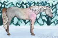 Horse Color:Gray Chestnut 