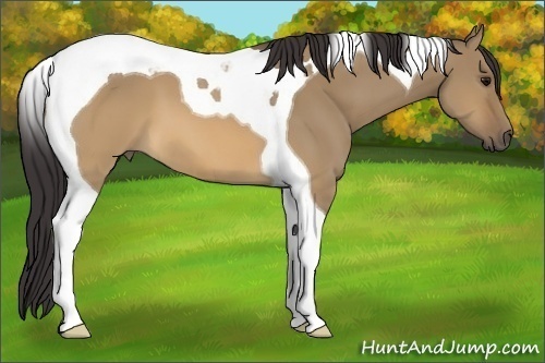 Horse Color: Buckskin Dun Tobiano 