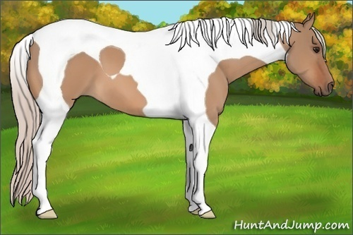 Horse Color: Silver Bay Dun Tobiano 