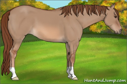 Horse Color: Liver Red Dun 