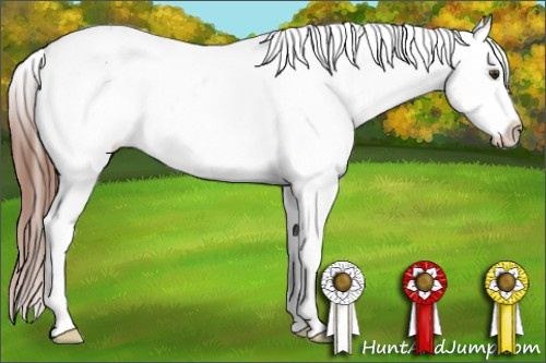 Horse Color: Liver Chestnut Varnish 