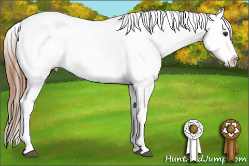 Horse Color: Chestnut Snowcap 