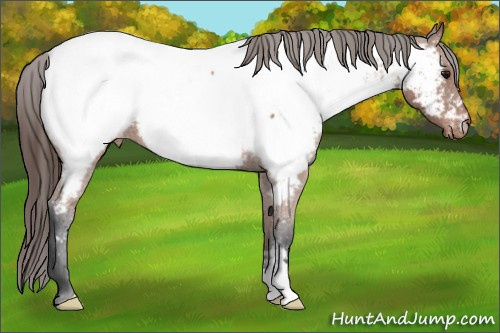 Horse Color: Bay Roan Near Fewspot 