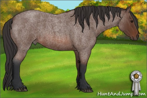 Horse Color: Bay Roan 