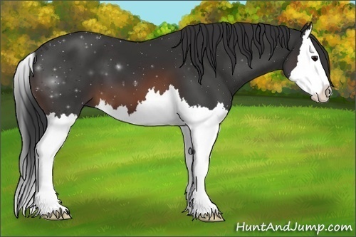 Horse Color: Brown Splash 