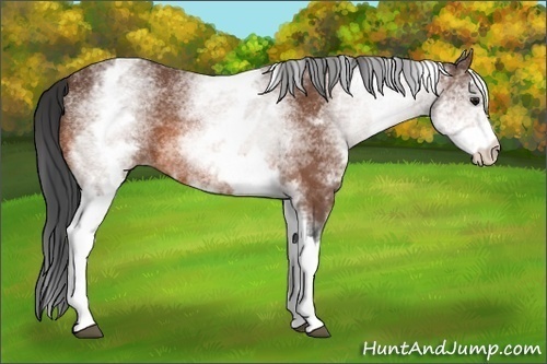 Horse Color: White Spotted Bay 