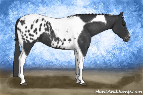 Horse Color: Black Tobiano Blanket 
