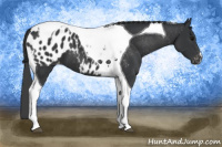 Horse Color:Black Tobiano Appaloosa