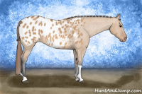 Horse Color:Bay Dun Tobiano Appaloosa