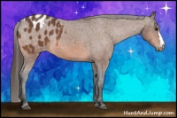 Horse Color:Bay Appaloosa Rabicano 