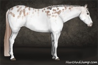 Horse Color:White Spotted Buckskin Roan Blanket 