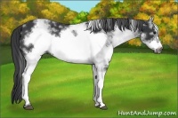 Horse Color:White Spotted Black Frame 