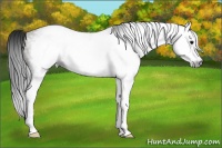 Horse Color:Gray White Spotted Grullo Frame Rabicano 