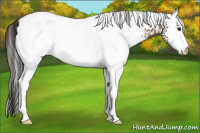 Horse Color:White Spotted Buckskin