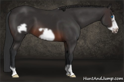 Horse Color: Brown Frame 