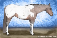Horse Color:Bay Tobiano Appaloosa 
