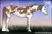 Horse Color:White Spotted Chestnut Splash 