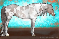 Horse Color:White Spotted Liver Chestnut 