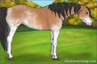 Horse Color:White Spotted Bay 