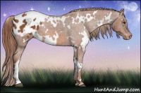 Horse Color:White Spotted Liver Chestnut Appaloosa 