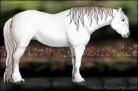 Horse Color:Gray White Spotted Red Dun 