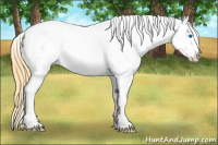 Horse Color:Buckskin Dun Splash Blanket 