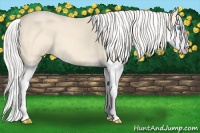 Horse Color:Silver Perlino Roan Splash 