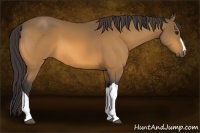 Horse Color:Buckskin 