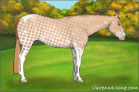 Horse Color:Gold Champagne Sabino Tobiano