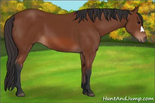 Horse Color: Bay 