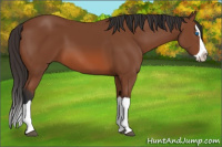 Horse Color:Bay Splash 
