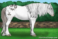 Horse Color:Grullo Blanket 