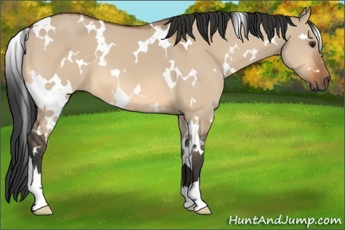 Horse Color: White Spotted Bay Dun 