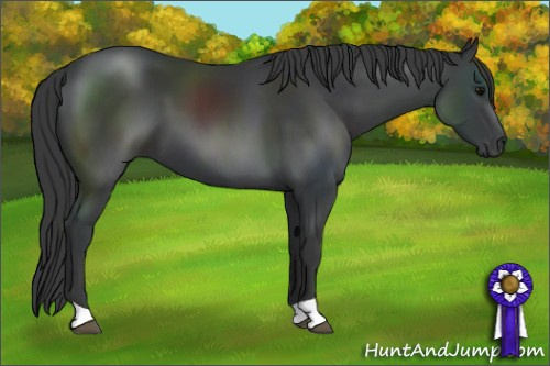 Horse Color: Brown 