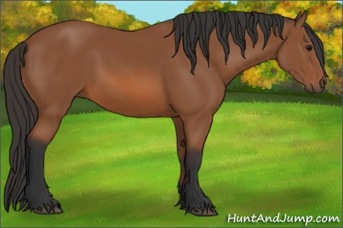 Horse Color: Bay 