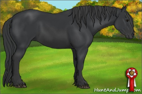 Horse Color: Black 
