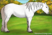 Horse Color:Gray Chestnut 