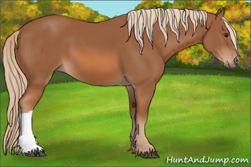 Horse Color: Chestnut 