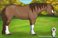 Horse Color:Gray Red Dun 