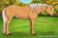 Horse Color:Palomino 