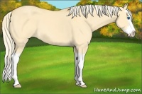 Horse Color:Palomino Dun Sabino Splash 