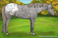 Horse Color:Smoky Black Ice Appaloosa 