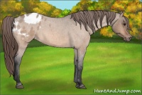 Horse Color:Bay Roan Dun Appaloosa 