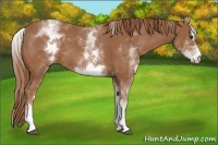 Horse Color:White Spotted Chestnut Sabino