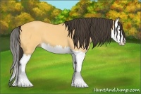 Horse Color:Buckskin Dun Splash 