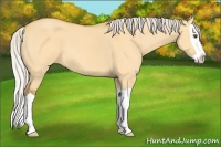 Horse Color:Silver Buckskin Dun Splash