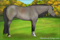 Horse Color:Grullo 
